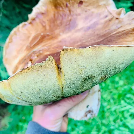 Flowmove Retreat Kamesznica